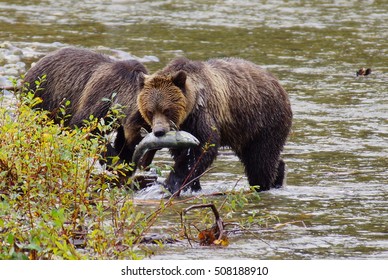 Grizzly Bear Is Fishing For Salmon At The Inlets Of Vancouver Island
