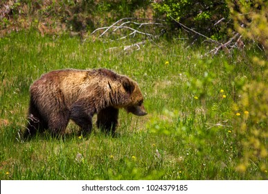 Grizzly Bear Foraging For Food In Alberta