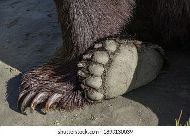 212 Black Bear Feet Close Up Images, Stock Photos & Vectors | Shutterstock