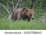Grizzly bear in Glacier National Park, near St. Mary, Montana