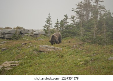 Grizzly Bear, Glacier National Park