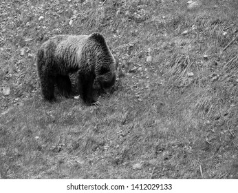 Grizzly Bear At Glacier National Park