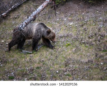 Grizzly Bear At Glacier National Park