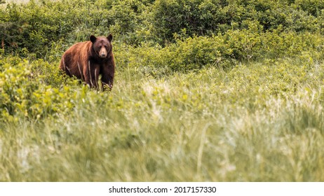 Grizzly Bear At Glacier National Park