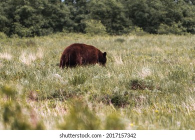 Grizzly Bear At Glacier National Park