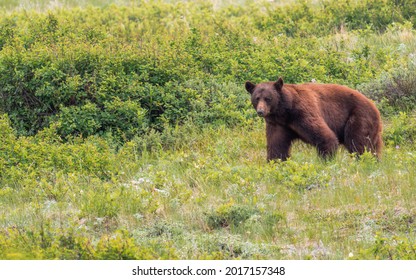 Grizzly Bear At Glacier National Park