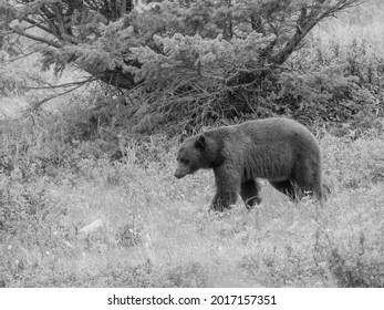 Grizzly Bear At Glacier National Park