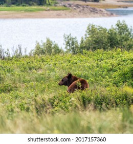 Grizzly Bear At Glacier National Park