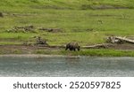 Grizzly Bear Grazes Near The Edge Of The Lamar River in Yellowstone