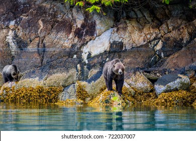 Grizzly Bear In The Great Bear Rainforest