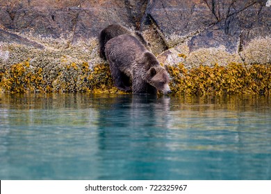 Grizzly Bear In The Great Bear Rainforest