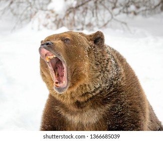 Grizzly Bear Growling