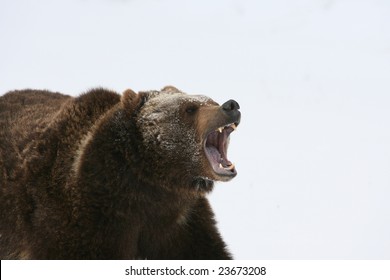 Grizzly Bear Growling