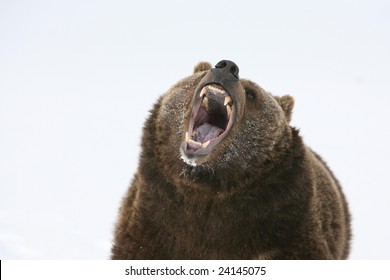 Grizzly Bear Growling