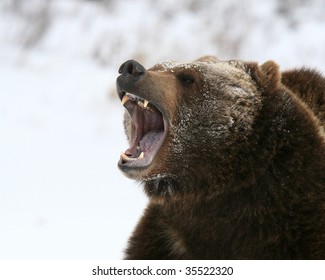 Grizzly Bear Growling