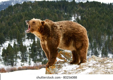 Grizzlybär knurrend auf schneebedeckter Klippe