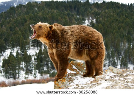 Grizzly bear growling on snowy cliff