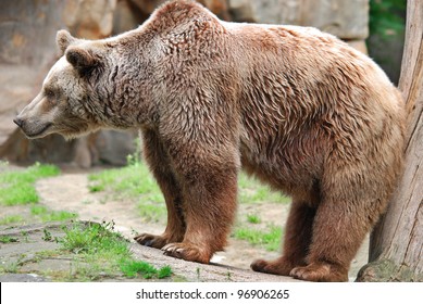 The grizzly bear also known as the silvertip bear, the grizzly, or the North American brown bear, is a subspecies of brown bear that generally lives in the uplands of western North America.
