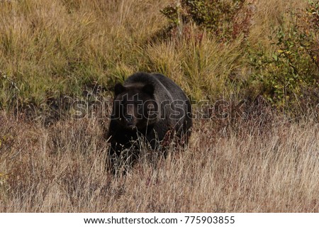 Similar – Brown Bear Biologist