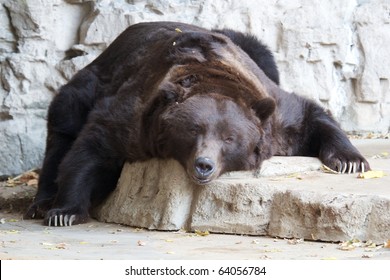 Grizzly Bear Laying Down Like A Rug