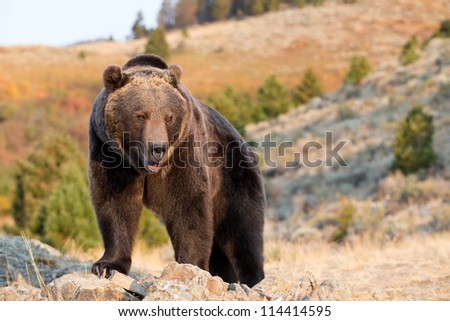 Grizzly Bear looking over edge of cliff