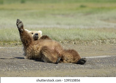 Grizzly Bear lying on beach and stretching