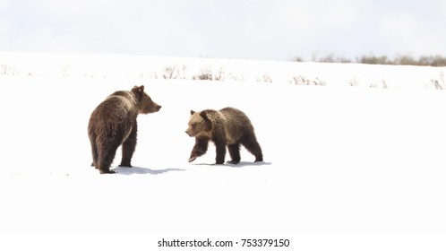 Grizzly Bear Mother And Cub In Snow