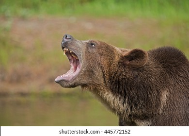 Grizzly Bear With Mouth Open, Snarling.