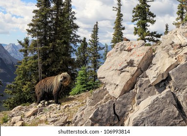 Grizzly Bear In National Park Banff (Alberta, Canada)