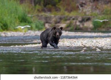 Grizzly Bear On A River Walking And Hunting Salmon Bella Coola British Columbia Canada