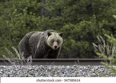 Grizzly Bear On Train Tracks