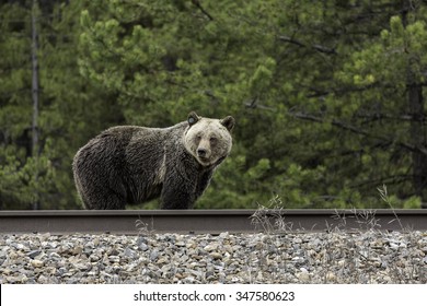 Grizzly Bear On Train Tracks In Banff National Park