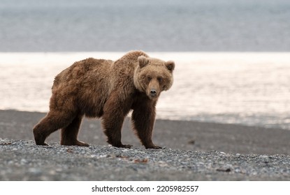 Grizzly Bear Patrolling River Bank