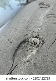 Grizzly Bear Prints In Bella Coola Bc