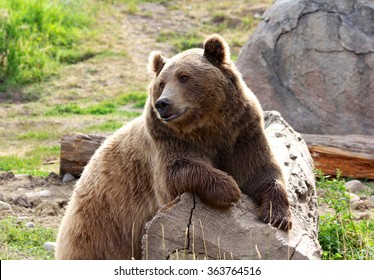 Grizzly Bear Resting