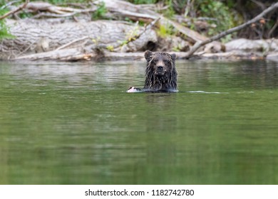 Grizzly Bear At A River Hunting And Eating Salmon Bella Coola British Columbia Canada