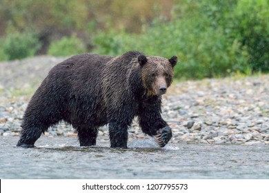 Grizzly Bear In A River On A Rainy Day Bella Coola British Columbia