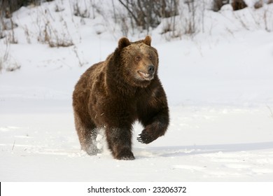 Grizzly Bear Running Against Snow Background