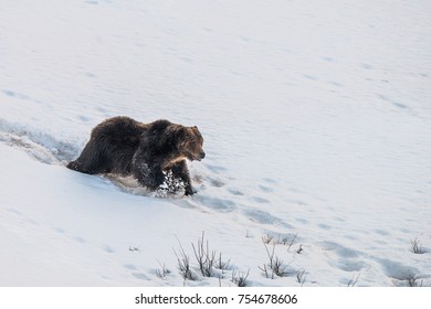 Grizzly Bear Running In The Snow