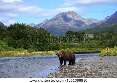 Grizzly Bear Scene Kodiak