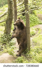 Grizzly Bear Scratching Back To Tree