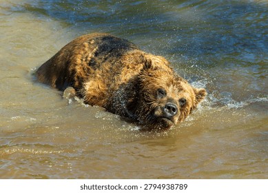 Grizzly bear shaking itself while swimming in a lake during a sunny morning, St-Félicien, Québec, Canada