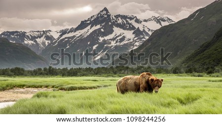 Grizzly Bear of Shores of Alaska.