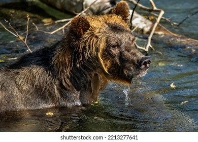 Grizzly Bear Siblings Great Bear Rainforest