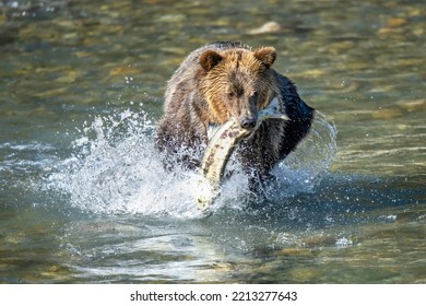 Grizzly Bear Siblings Great Bear Rainforest