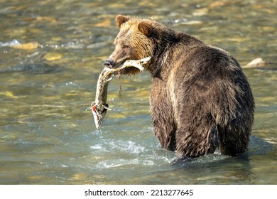 Grizzly Bear Siblings Great Bear Rainforest