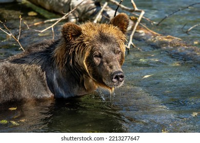 Grizzly Bear Siblings Great Bear Rainforest