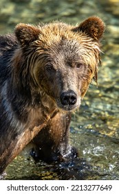 Grizzly Bear Siblings Great Bear Rainforest