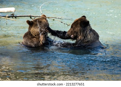 Grizzly Bear Siblings Great Bear Rainforest