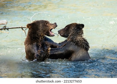 Grizzly Bear Siblings Great Bear Rainforest